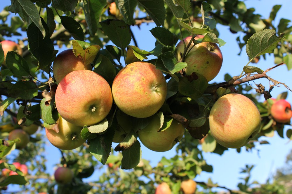 Äpfel am Baum